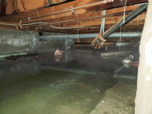 Best Flood restoration services  in Parrish, AL